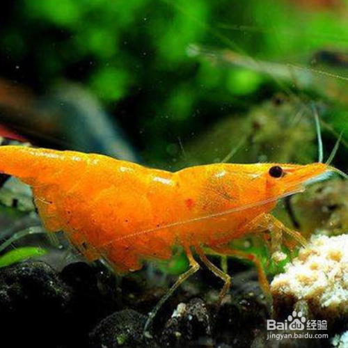 观赏虾怎么繁殖