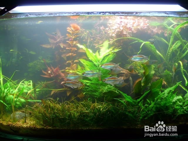 鱼缸水草缸绿水出现的原因与对策