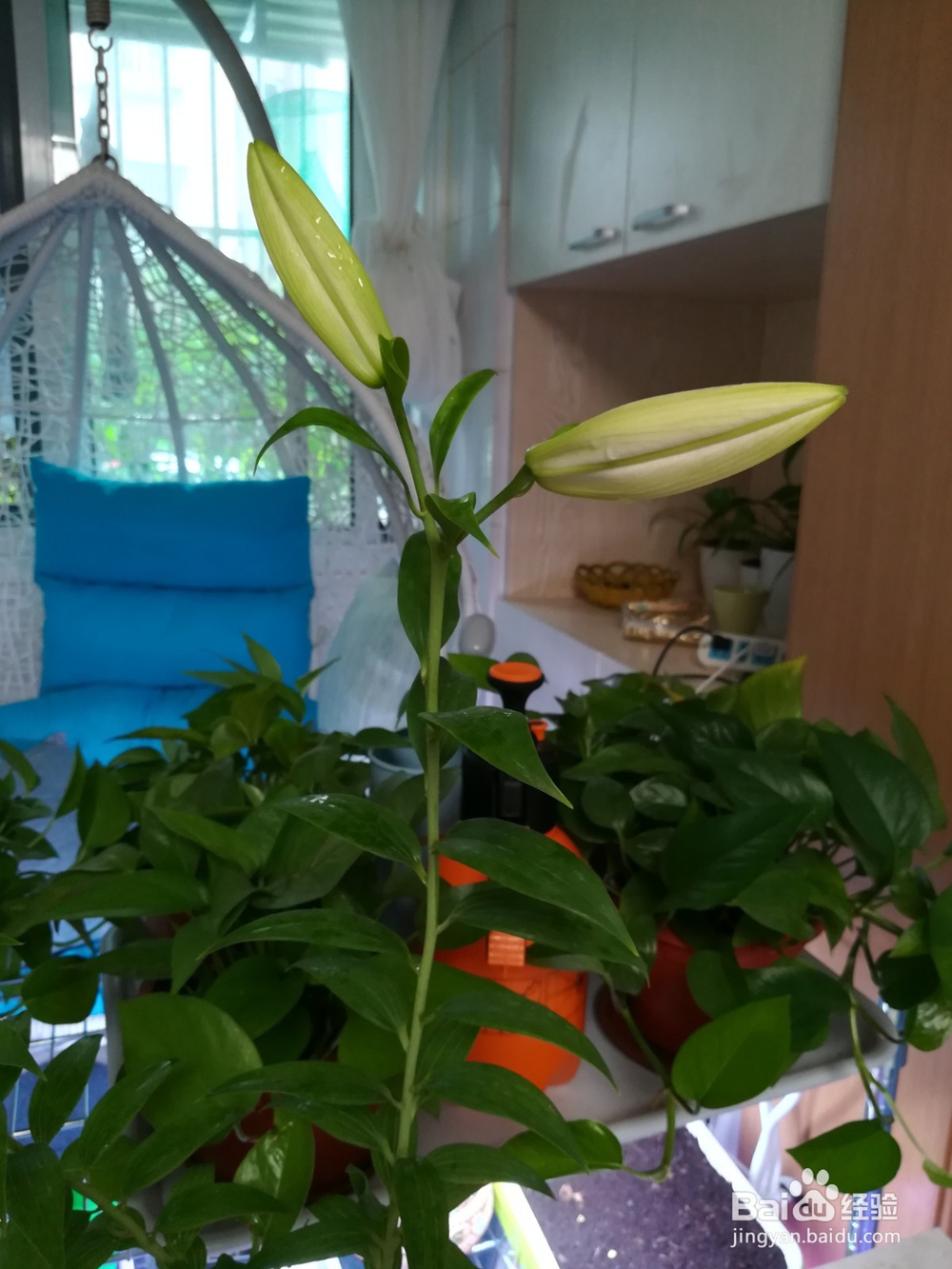 香水百合阳台试种