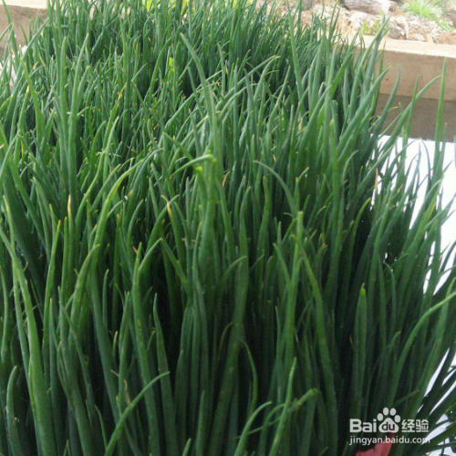 种葱的方法和技术