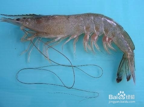 中国明对虾不同发育阶段的适合饵料