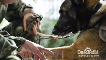 功勋犬“道海”如何搜山破案，厉害了Word的犬！