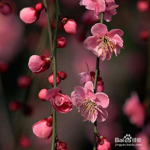 植物烂根怎么补救