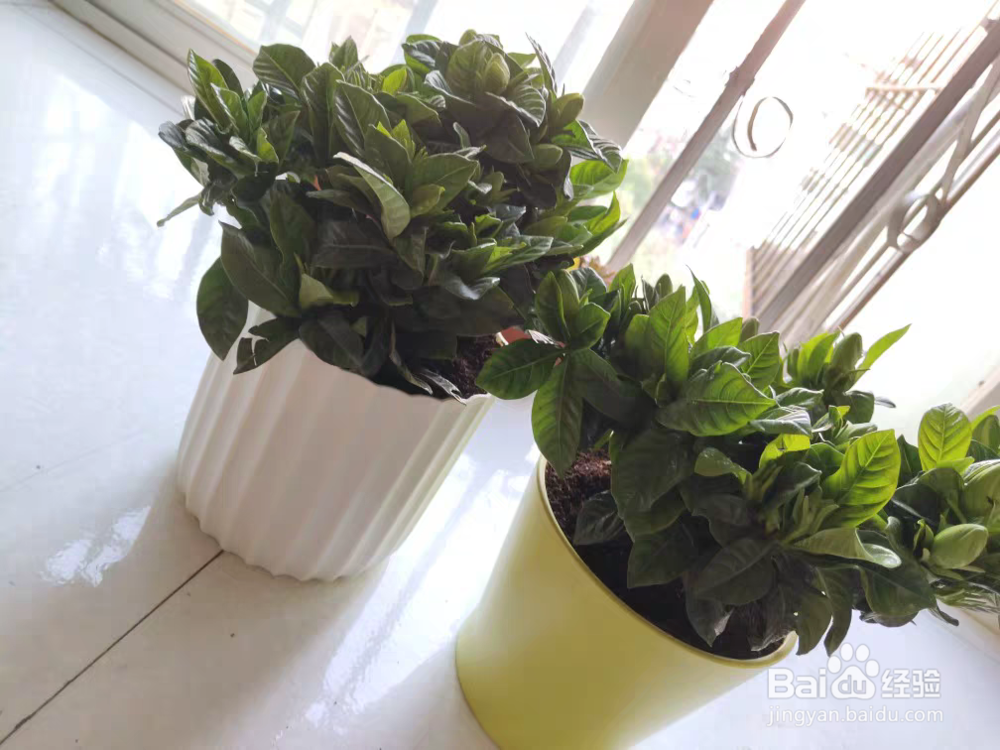 栀子花这样养花儿多