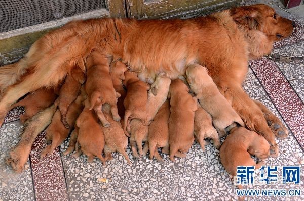 如何养好金毛幼犬