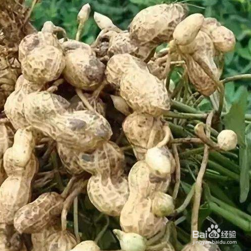 花生发芽了可以吃吗?有毒吗?为什么