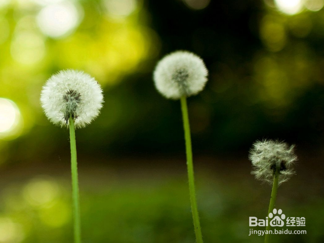 教你如何在家里制作植物养料