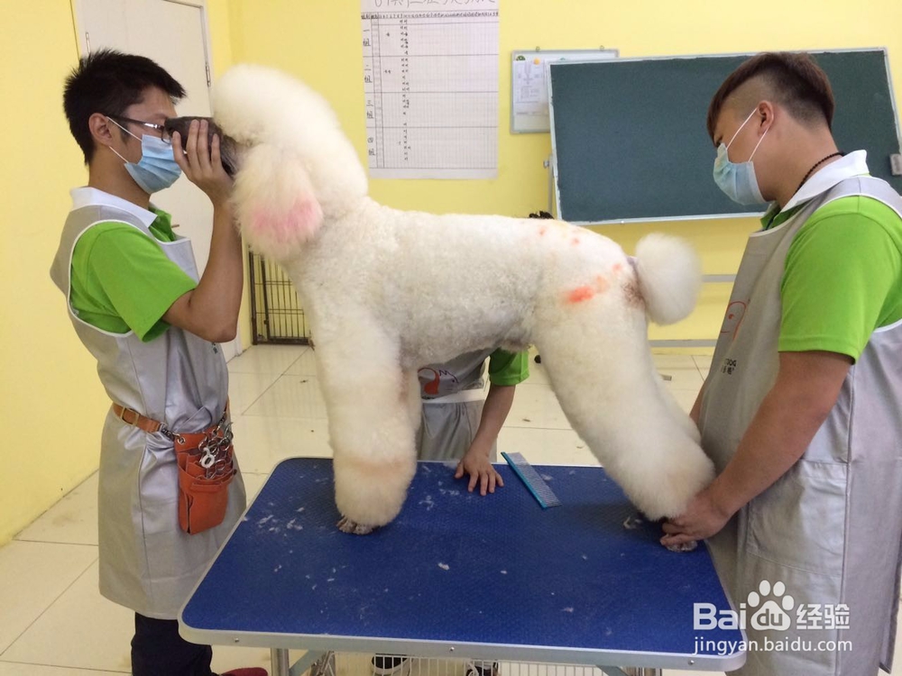 如何快速学会宠物美容技术