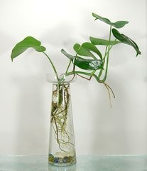 适合种植在室内的植物