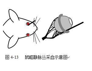 实验大鼠,小鼠常用的采血方法
