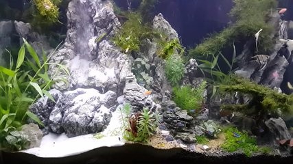 水族箱如何护理?