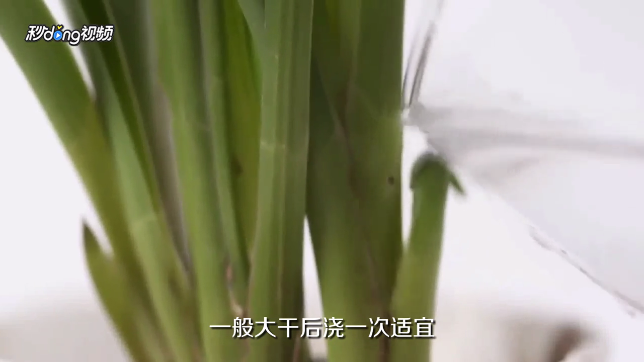 惠兰花怎么养