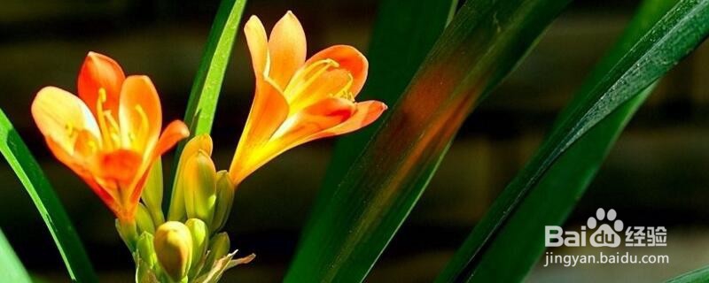 君子兰怎么养殖