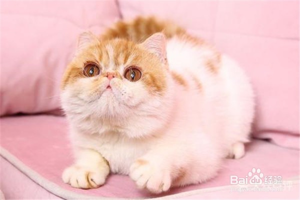 养加菲猫需要注意什么？