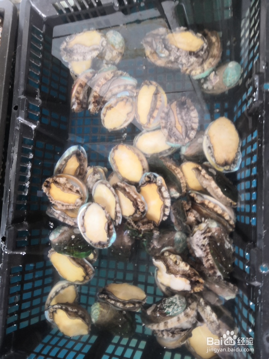 蒜蓉粉丝清蒸鲍鱼