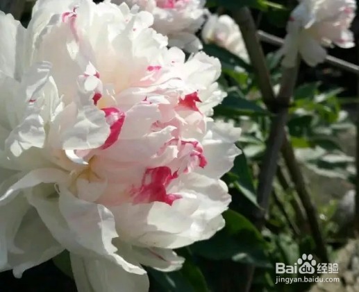 中国名花，五月花神，一开就惊艳全场