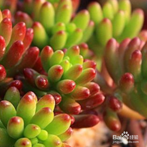 多肉秋天的养殖方法和注意事项