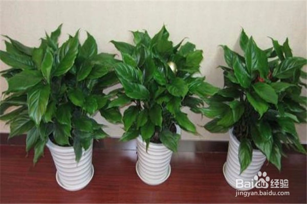 万年青的养殖方法和注意事项有什么?