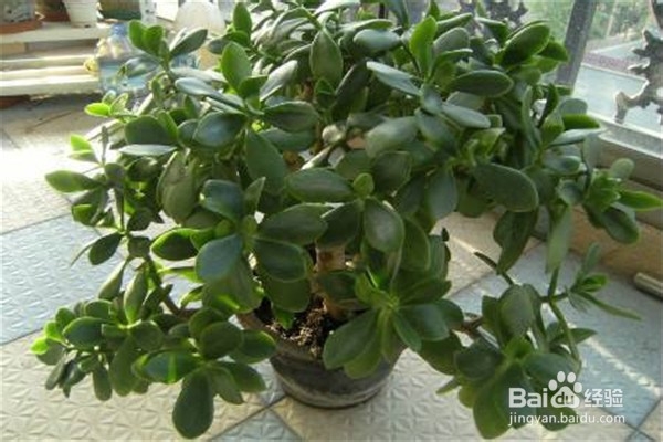 玉树的养殖方法和注意事项都有什么？