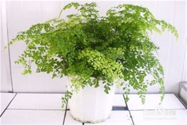 铁线蕨的养殖方法和注意事项有哪些?