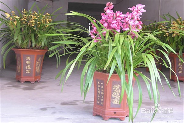 大花蕙兰的养殖方法和注意事项有什么?