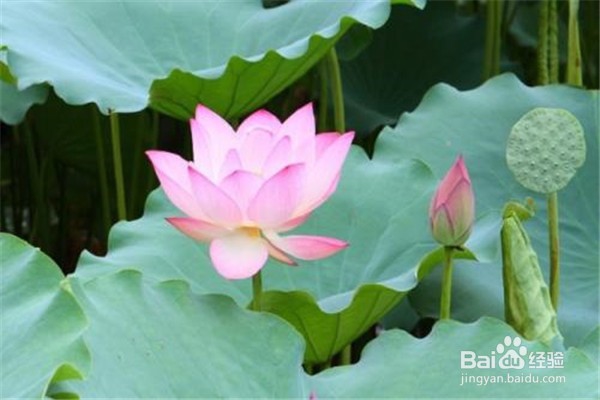 荷花应该怎么养