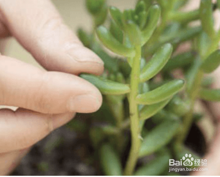 如何给多肉进行叶插繁殖？