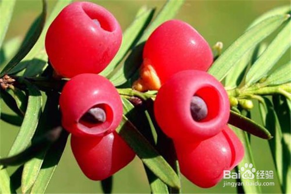 红豆杉的养殖方法和注意事项有哪些？