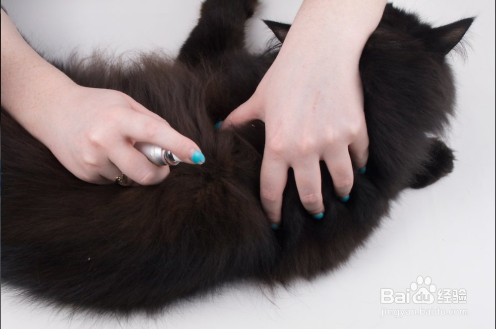 2种方法如何保护您的猫免受寄生虫的伤害