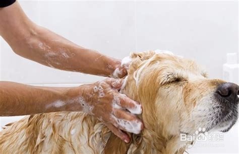 喂养成年可卡犬的方法