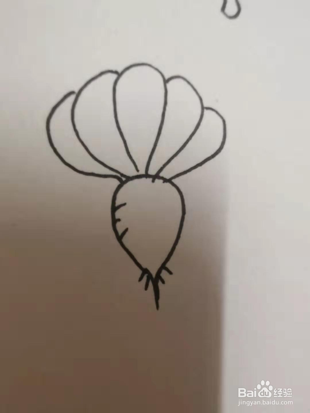 萝卜的简笔画