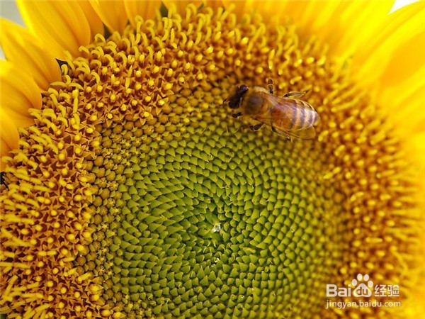 向日葵要如何养护