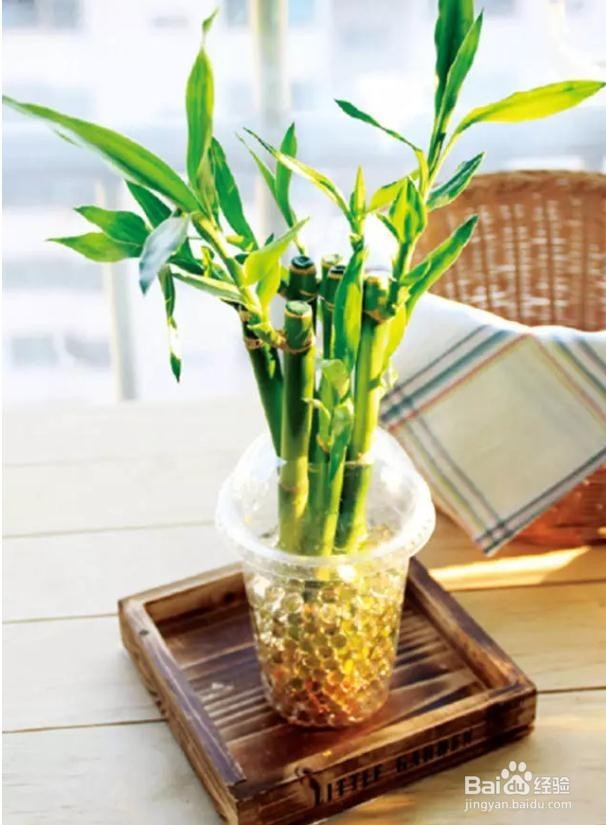 最适合懒人养的植物