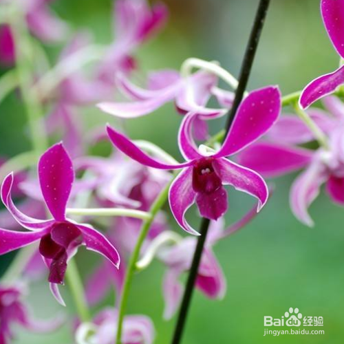 石斛兰烂根怎么解决?