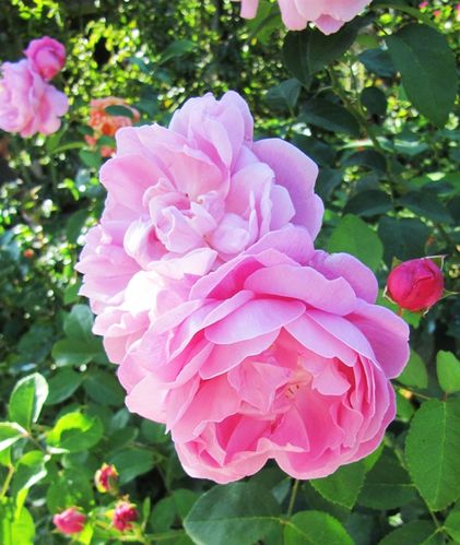 【防蚊虫】教你驱赶蚂蚁、蚊子、蟑螂的妙法