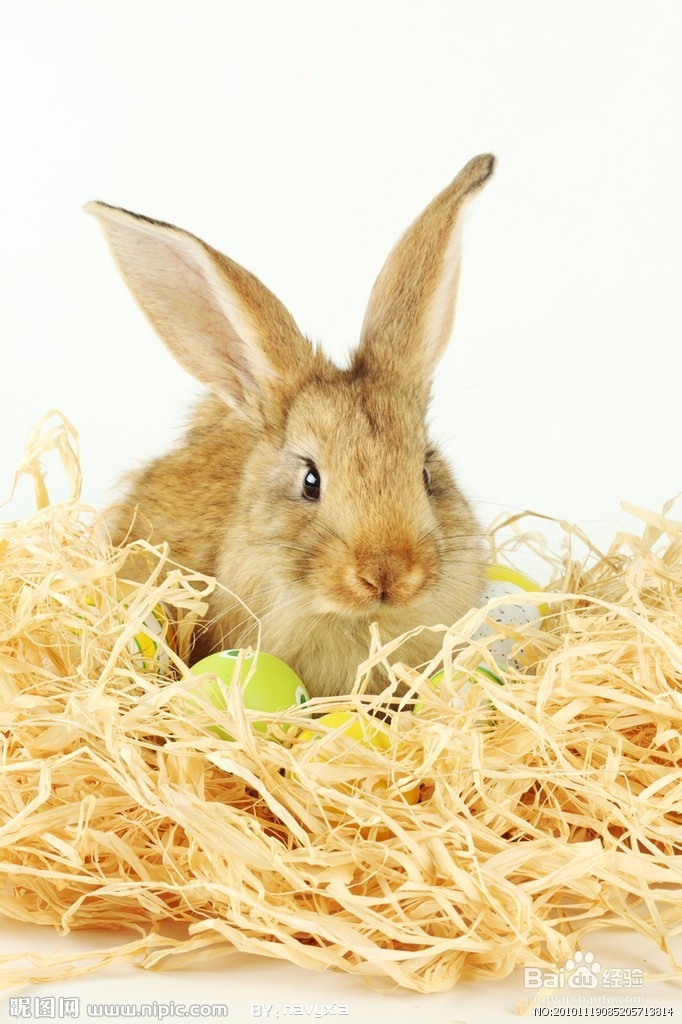 养活兔兔的条例之