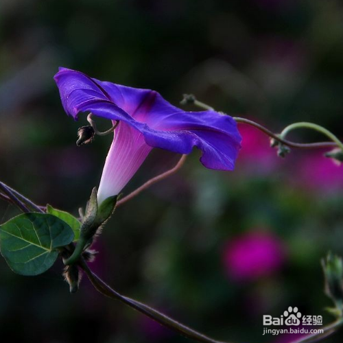 夕颜花的培育方法和注意事项