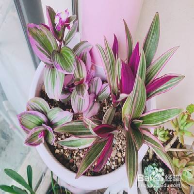 紫背万年青怎样养殖 百度经验 紫背万年青怎样养殖 百度经验