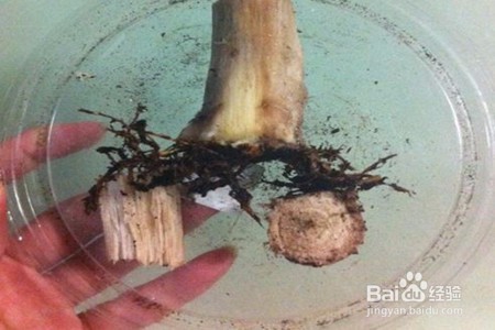 发财树烂根怎么补救