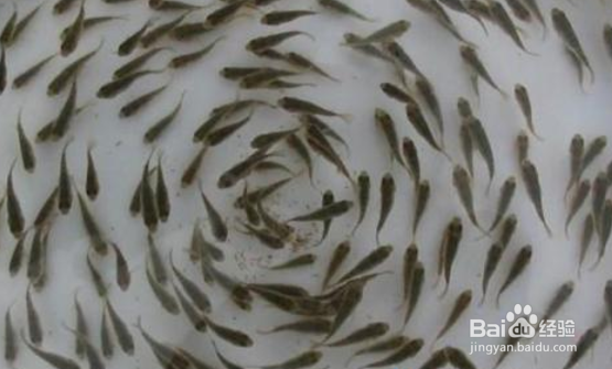 在水产养殖中,如何进行疾病的预防?