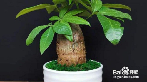 发财树树干萎缩怎么办