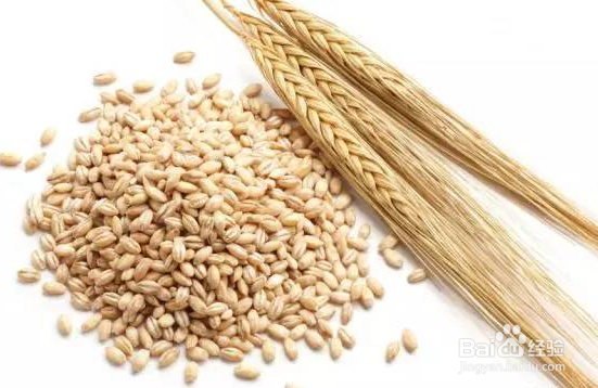 麦芽的功效与食用方法