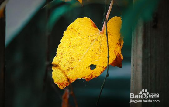 怎么拍照发朋友圈吸引人？