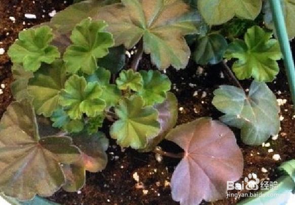 天竺葵的叶子边缘干枯怎么办