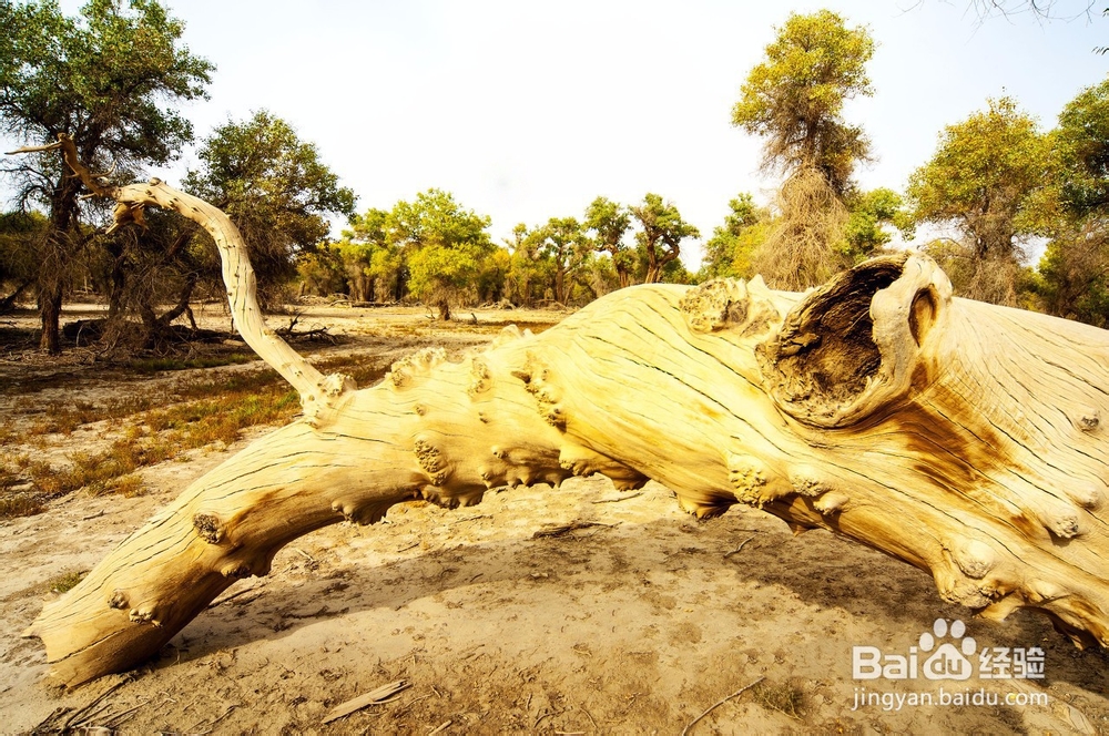 中国最美公路大桥你去过几个?