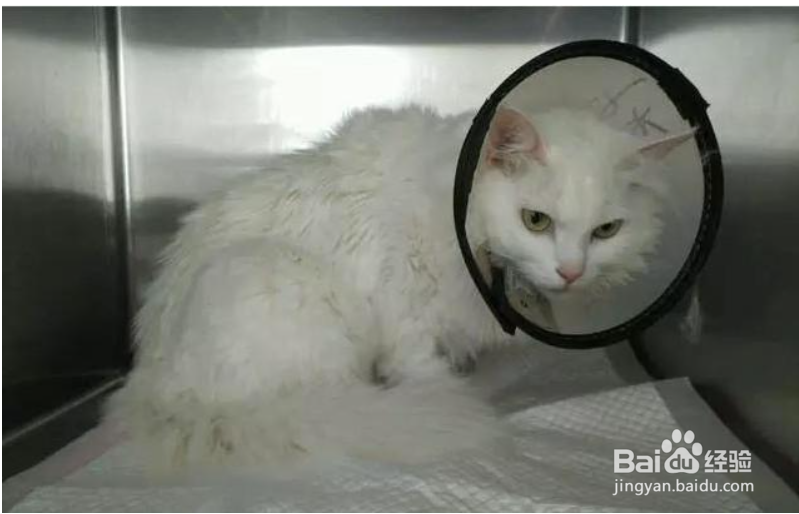 怎么去除猫身上的跳蚤和虱子