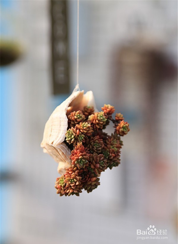 多肉植物浇水有什么要注意呢