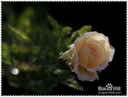 如何拍出花的黑背景 百度经验