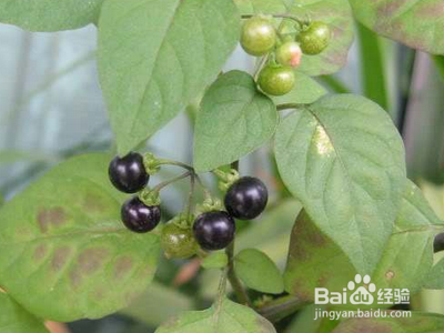 儿童扁桃体发炎快速治疗方法