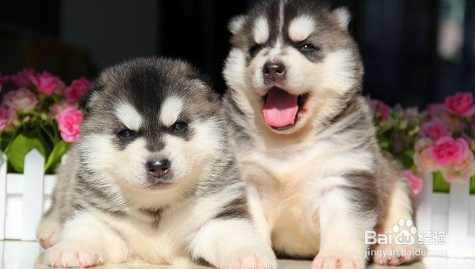 哈士奇幼犬的饲养，学会你就是专业的~
